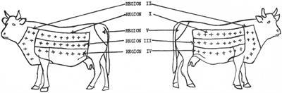 The History of In Vivo Tuberculin Testing in Bovines: Tuberculosis, a “One Health” Issue